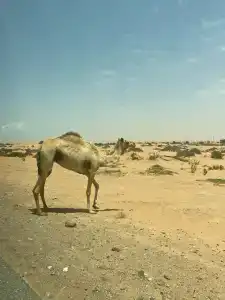 DoubleTree by Hilton Resort & Spa Marjan Island - 53