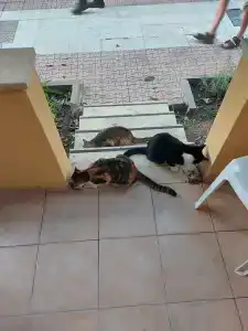 Ozlem Garden - All Inclusive - 72