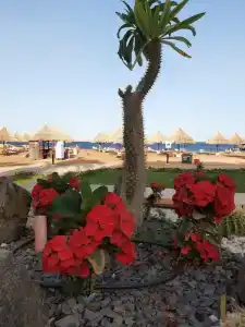 Sheraton Sharm, Resort, Villas & Spa - 90