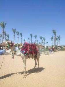 Stella Beach Resort & Spa, Makadi Bay - 52