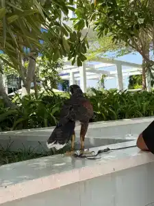 Address Beach Resort - 57