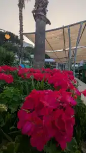 Crystal Flora Beach Resort - Ultimate All Inclusive - 73