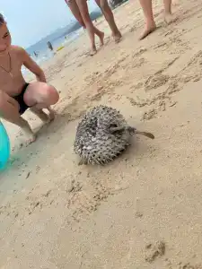 Cassia Phuket - SHA Extra Plus - 70