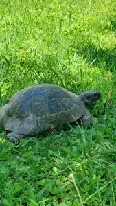 Belconti Resort - 41