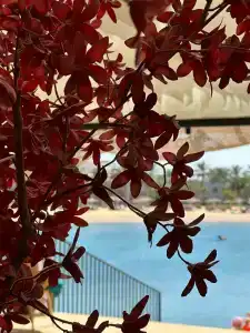 Desert Rose Resort - 62