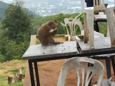 Centara Kata Resort Phuket - SHA Plus - 90