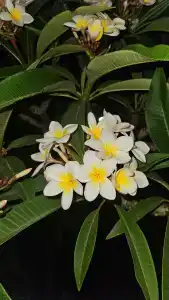 Nubian Village, Families and Couples only - 59