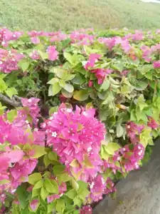 Oceanic Khorfakkan Resort & Spa - 42