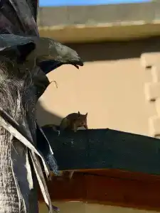 Papillon Belvil Holiday Village - 48