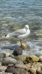 Crystal Flora Beach Resort - Ultimate All Inclusive - 43