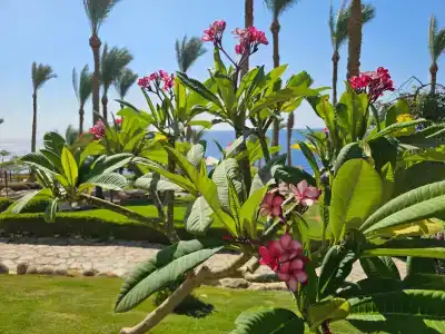 Grand Rotana Resort & Spa - 12