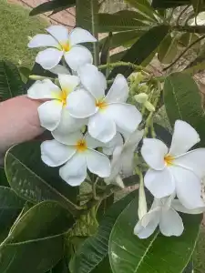 Coral Beach Resort Sharjah - 47