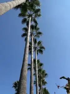 Arum Barut Collection - Ultra All Inclusive - 34