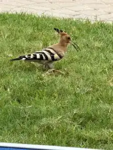 Bahi Ajman Palace - 64