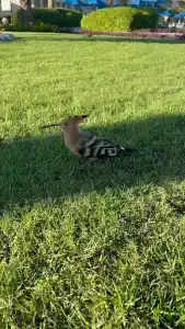 Cleopatra Luxury Resort Sharm El Sheikh - 39