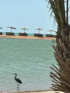Movenpick Resort & Spa El Gouna - 16