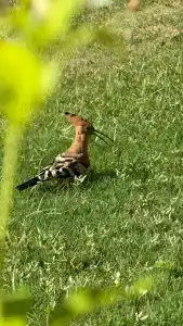 The Grand Sharm El Sheikh - 17