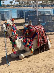 Labranda Club Makadi - 33