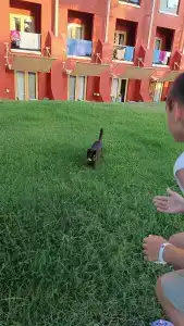 AQI Pegasos Club - 98