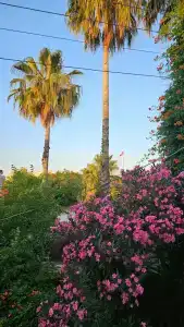 Ozlem Garden - All Inclusive - 36