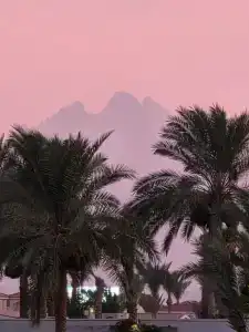 Desert Rose Resort - 22
