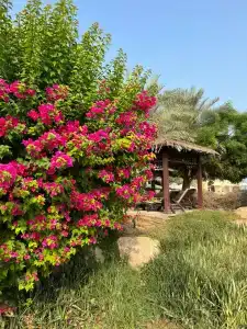 Hilton Ras Al Khaimah Beach Resort - 74