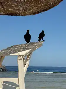 Parrotel Lagoon Waterpark Resort - 22