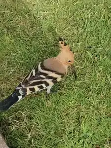 Iberotel Palace - Adults Friendly 16 Years Plus - 24