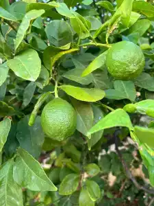 Club Resort Atlantis - 90