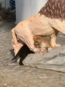 Lykia Botanika Beach Fun & Club - All Inclusive - 53