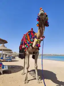 Hurghada Coral Beach - 46