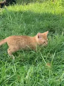 Lykia Botanika Beach Fun & Club - All Inclusive - 33