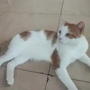 Rehana Royal Beach Resort - Aquapark & Spa - Family & Couples Only - 35