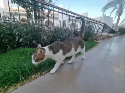 Royal Savoy Sharm El Sheikh - 23