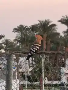 Solymar Naama Bay - 11