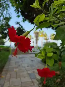 Radisson Blu Resort, Fujairah - 65