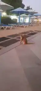 MinaMark Beach Resort for Families and Couples Only - 55