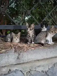 Rixos Sungate - The Land of Legends Access - 75