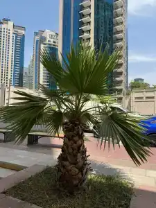 Roda Amwaj Suites Jumeirah Beach Residence - 67