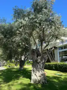 Nirvana Mediterranean Excellence - Ultra All Inclusive - 48