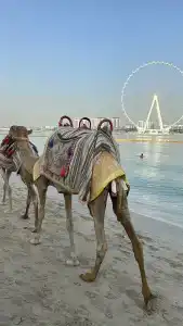 Rixos Premium Dubai JBR - 15