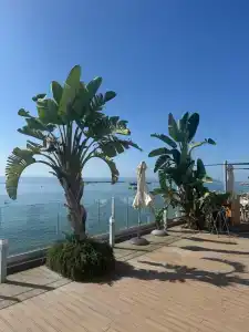 Royal Apollonia by Louiss - 61