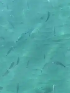 Akka Antedon - Premium Ultra All Inclusive - 51