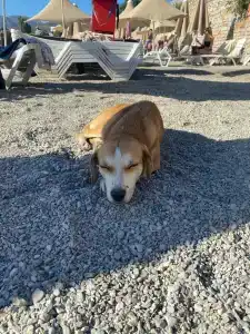 DIAMOND OF BODRUM - 56