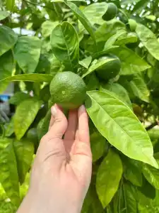 Nirvana Mediterranean Excellence - Ultra All Inclusive - 84