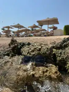 Jaz Makadi Oasis Resort - 60