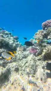 Iberotel Palace - Adults Friendly 16 Years Plus - 12