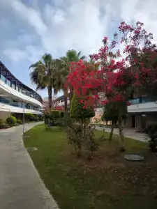 Tuı Magic Life Jacaranda - 60