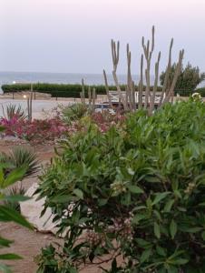 Viva Blue Resort and Diving Sharm El Naga (Adults Only) - 23