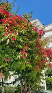 Innvistas Belek - 66